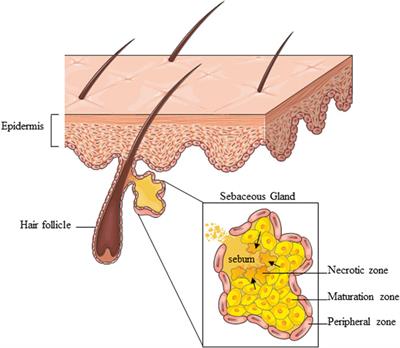 Insulin and the sebaceous gland function